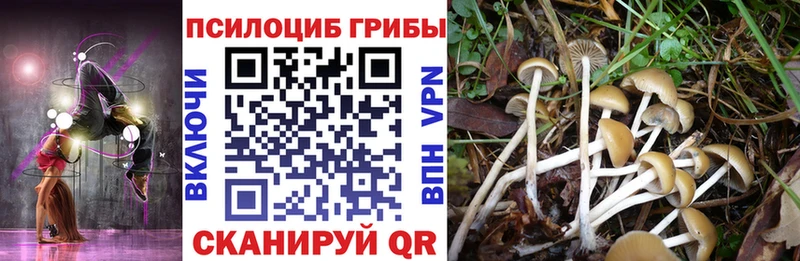 Псилоцибиновые грибы Psilocybe  цена   Смоленск 